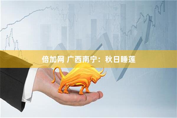 倍加网 广西南宁：秋日睡莲